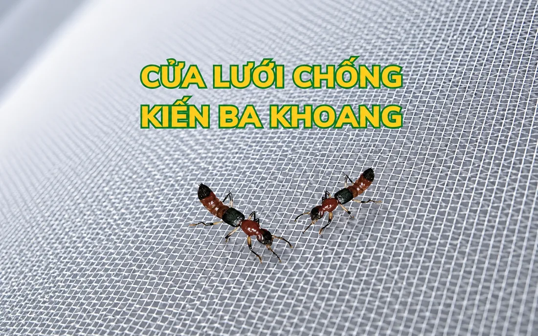 Kiến ba khoang đậu trên mặt lưới cửa chống muỗi VINA